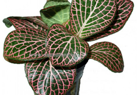 Fittonia Red