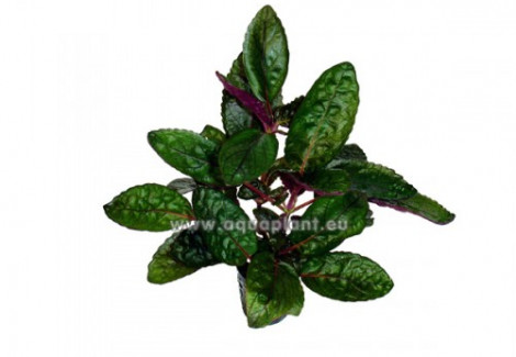 Hemigraphis Colorata (Large Leaves)