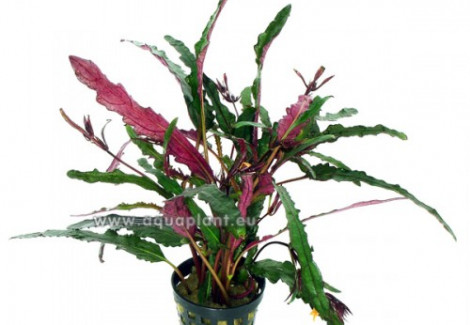 Hemigraphis Exotica (Narrow Leaves)