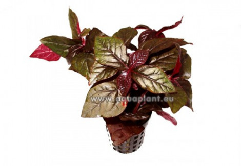 Hemigraphis Species Red