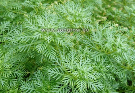 Hottonia Inflata