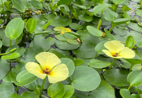 Hydrocleys Nymphoides