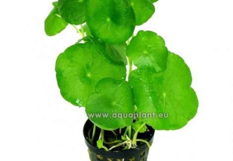 Hydrocotyle Vulgaris