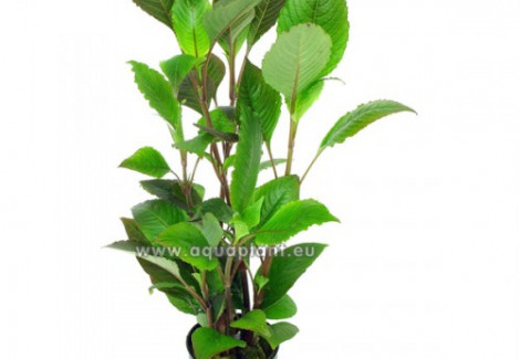 Hygrophila Corymbosa