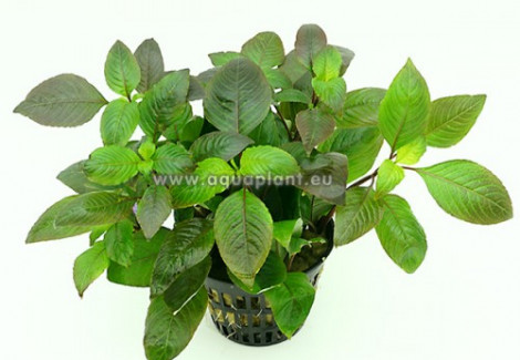 Hygrophila Corymbosa  Jumbo Pot 8Cm