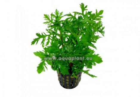 Hygrophila Difformis