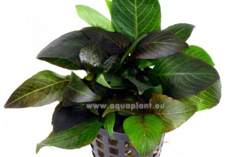 Hygrophila Dwarf