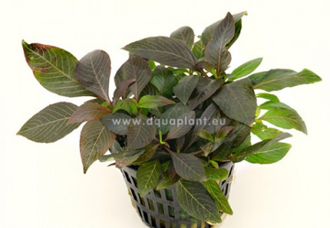 Hygrophila Dwarf  Jumbo Pot 8Cm