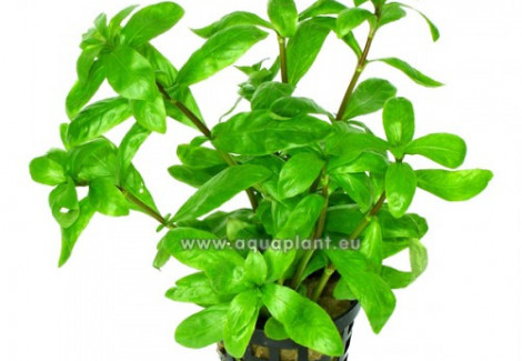 Hygrophila Polysperma