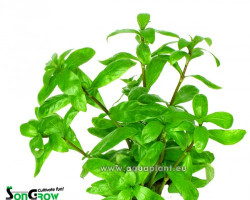 Hygrophila Polysperma  Jumbo Pot 8Cm