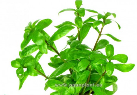 Hygrophila Polysperma  Jumbo Pot 8Cm