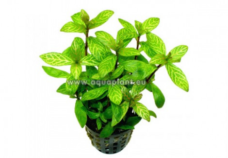 Hygrophila Polysperma Rosanervig