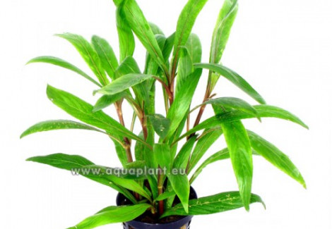 Hygrophila Salicifolia