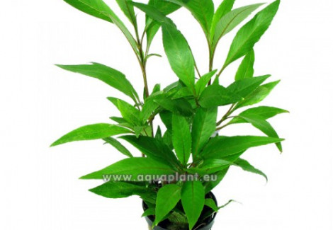 Hygrophila Stricta Tai