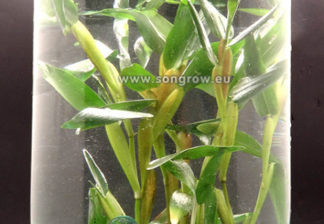 Hygroyza Aristata