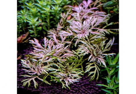Hyptis Laciniata