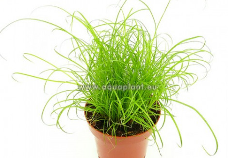 Kitty Grass (Cyperus) - Pot 12 Cm Speciale Per Gatti