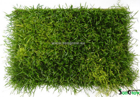 Lilaeopsis Novae-Zelandiae (Syn: L. Brasiliensis)  20 X 15 Cm