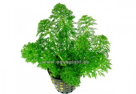 Limnophila Sessiliflora - Ambulia