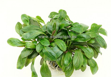 Lobelia Cardinalis Jumbo Pot 8Cm