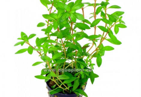 Ludwigia Arcuata