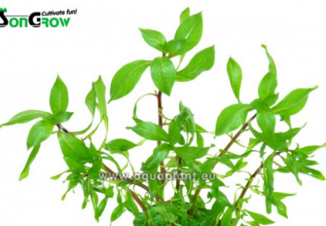 Ludwigia Inclinata Curly - Rare Species, Only 3 Stems Per Pot