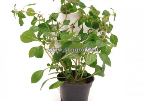 Ludwigia Palustris Red