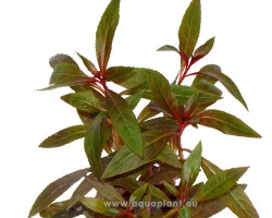Ludwigia Perennis Jumbo Pot 8Cm