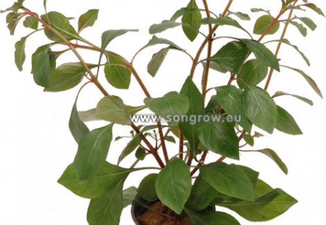 Ludwigia Sp. 'Mesacana'