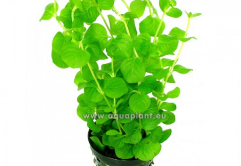Lysimachia Nummularia (Green)