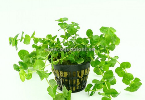 Lysimachia Nummularia (Green)  Jumbo Pot 8Cm