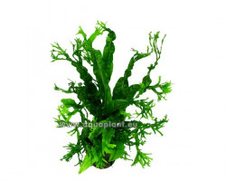 Microsorum Windelov (Crisped Leaves)