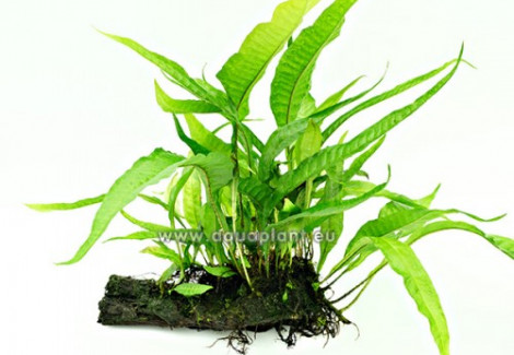 Microsorum Wood M