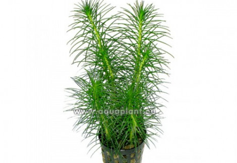 Myriophyllum Simulans