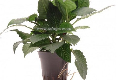 Nomaphila Stricta 'Kompakt