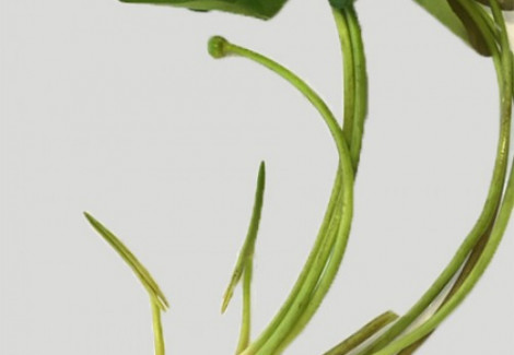 Nuphar Japonica Spatterdock