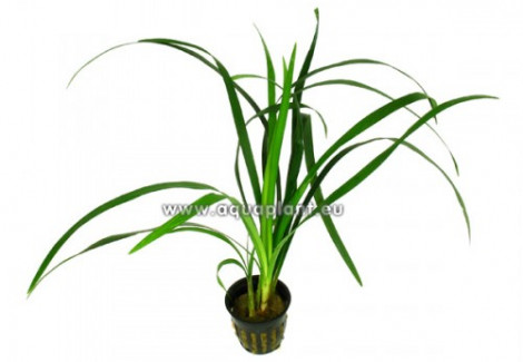 Ophiopogon Gigantea