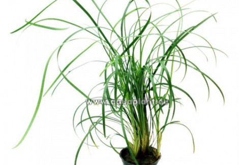 Ophiopogon Japonica