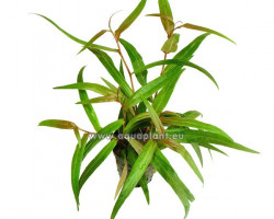 Polygonum Red