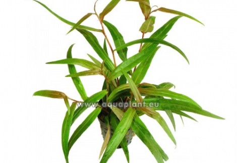 Polygonum Red