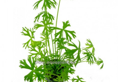Ranunculus Inundatus