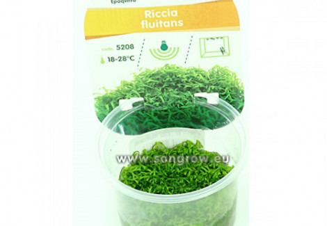 Riccia Fluitans
