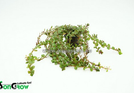 Rotala Indica  Jumbo Pot 8Cm