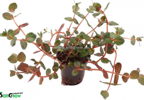 Rotala Macranda