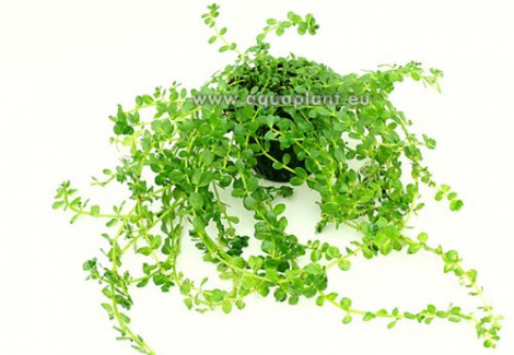 Rotala Sp. Green  Jumbo Pot 8Cm
