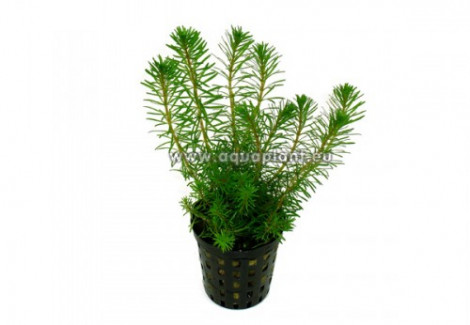 Rotala Wallichii