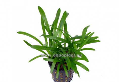 Sagittaria Subulata