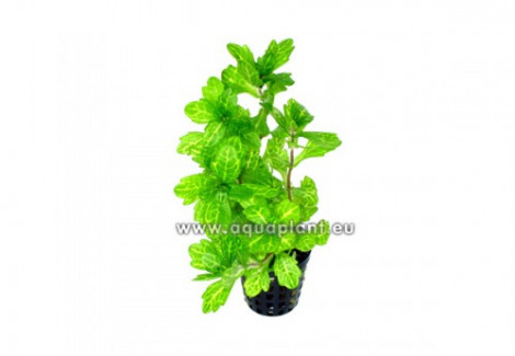 Shinnersia Yellow-Green