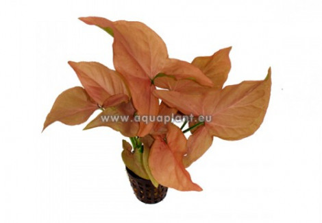 Syngonium Red