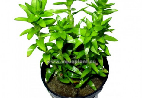 Tonina Fluviatilis (Not Rooted)